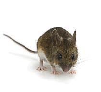 Wood / Long-tailed Field Mouse (Apodemus sylvaticus) captive, UK