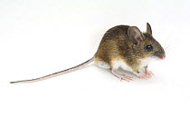 Wood / Long-tailed Field Mouse (Apodemus sylvaticus). captive, UK