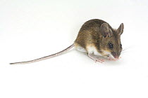 Wood / Long-tailed Field Mouse (Apodemus sylvaticus). captive, UK