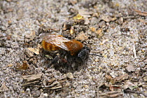 Tawny Mining Bee (Andrena fulva) female digging her burrow in sandy soil. Surrey, UK