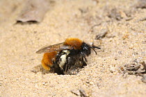 Tawny Mining Bee (Andrena fulva) female arriving back at her burrow with full pollen sacs. Surrey, UK