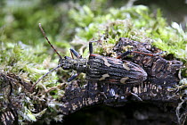 Two-banded Longhorn Beetle (Rhagium bifasciatum) Surrey, UK