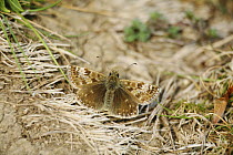 Dingy Skipper butterfly (Erynnis tages) on ground, Surrey, UK