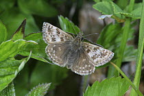 Dingy Skipper butterfly (Erynnis tages) basking. UK