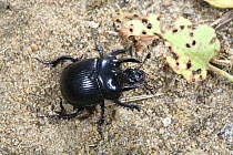 Minotaur Beetle (Typhaeus typhoeus) Surrey, UK
