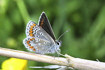 Brown Argus Butterfly (Aricia agestis) Surrey, UK