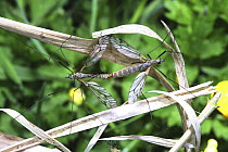 Cranefly (Tipulidae) mating pair. Surrey, UK