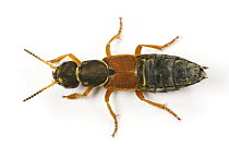 Rove Beetle (Staphylinus caesareus) captive, UK
