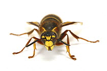 Median Wasp (Dolichovespula media) queen, captive, UK