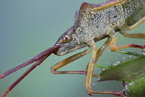 Close up of head of Shieldbug (Gonocerus acuteangulatus) Surrey, UK
