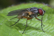 Fly (Fannia fuscula) female, UK