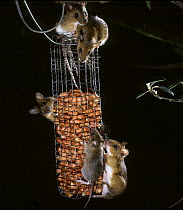 Yellow-necked Mice (Apodemus flavicollis) feeding on peanut bird feeder at night, Surrey, UK
