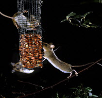 Yellow-necked Mice (Apodemus flavicollis) feeding on peanut bird feeder at night. Surrey, UK