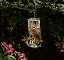 Yellow-necked Mice (Apodemus flavicollis) feeding on peanut bird feeder at night. Surrey, UK