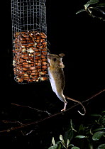 Yellow-necked Mouse (Apodemus flavicollis) reaching up for peanut bird feeder at night. Surrey, UK