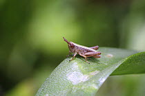 Common Field Grasshopper (Chorthippus brunneus) First instar nymph. Surrey, UK