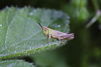 Common Field Grasshopper (Chorthippus brunneus) Second instar nymph. Surrey, UK