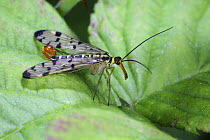 Common Scorpion Fly (Panorpa communis) male. UK