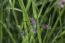 Crane Fly (Tipula paludosa) female amongst grass. UK