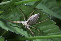 Nursery Web Spider (Pisaura mirabilis) gravid female resting on nettle leaf. Surrey, UK