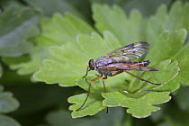 Snipe Fly (Rhagia scolopacea) resting on Buttercup leaf. UK