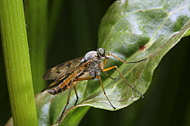 Snipe Fly (Rhagia scolopacea) resting on Sorrel leaf. UK