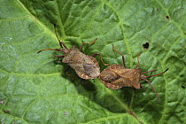 Dock Squash Bug (Coreus marginatus) mating pair on Dock leaf. Surrey, UK