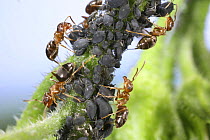 Garden Black Ant (Lasius niger) workers tending a Black aphid colony on Comfrey stem. Surrey, UK