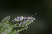 Nettle Weevil (Phyllobius pomaceus) on Stinging Nettle leaf. Surrey, UK