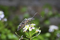 Wood Boring Beetle (Rhaguim bifasciatum) on Cress flower. Surrey, UK