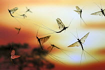 Anglers / Green Drake Mayfly (Ephemera danica) males flying at sunset. digital composite, Surrey, UK