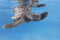 Hawksbill turtle {Eretmochelys imbricata} hatchling on undersurface of water with reflection, captive, Caribbean