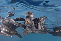 Hawksbill turtle {Eretmochelys imbricata} hatchling on undersurface of sea with reflection, captive, Caribbean