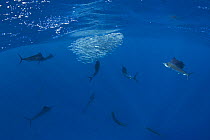 Group of Atlantic sailfish {Istiophorus albicans} hunting together, to herd Sardines into a bait ball at the surface, Yucatan Peninsula, Mexico