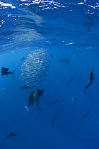Group of Atlantic sailfish {Istiophorus albicans} herding shoal of Sardines into a bait ball at surface, Caribbean Sea, Yucatan Peninsula, Mexico