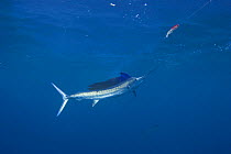 Atlantic sailfish {Istiophorus platypterus / albicans} chasing teaser lure, Caribbean Sea, Yucatan Peninsula, Mexico