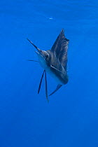 Atlantic sailfish {Istiophorus platypterus / albicans} Caribbean Sea, Yucatan Peninsula, Mexico