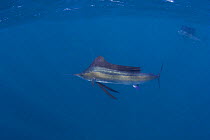Atlantic sailfish {Istiophorus platypterus / albicans} Caribbean Sea, Yucatan Peninsula, Mexico Note - lit up with blue markings, indicating an excited state.