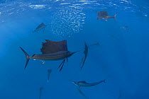 Atlantic sailfish {Istiophorus albicans} hunting  Sardines, forcing them into a bait ball at the surface for easier feeding, Caribbean Sea, Yucatan Peninsula, Mexico