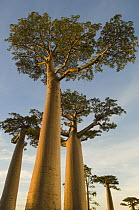 Baobab trees {Adansonia grandidieri} Morondava, Western Madagascar, on location for BBC Planet Earth 'Forests'