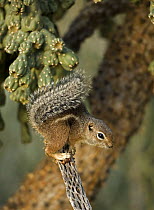 Yuma / Harris' Antelope Squirrel (Ammospermophilus harrisi) Arizona, USA