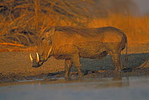 Common Warthog (Phacochoerus africanus) Africa