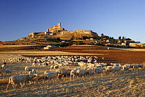 Sheep in the fields surrounding the hill-top town of Atienza, Guadalajara, Spain