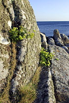 Rock Samphire / Sea fennel (Crithmum maritimum) growing in cracks in granite rocks, La Coruna, Galicia, Spain