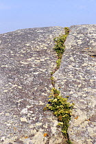Rock Samphire / Sea fennel (Crithmum maritimum) growing in a crack in granite rocks, La Coruna, Galicia, Spain
