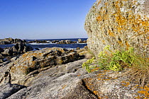 Rock Samphire (Crithmum maritimum) and lichens growing on granite rocks, Caldebarcas, Galicia, Spain