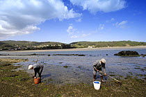 Two men digging for shellfish mudflats in Ria de Corme y Laxe Estuary, Costa da Morte, Galicia, Spain