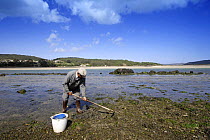Man hoeing the mudflats in Ria de Corme y Laxe Estuary, Costa da Morte, Galicia, Spain