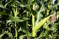 Transgenic (genetically modified) maize (Zea mays) growing at a farm on the Costa da Morte, Galicia, Spain