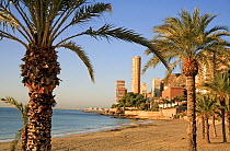Palm trees and apartments line the beach in Alicante, Spain